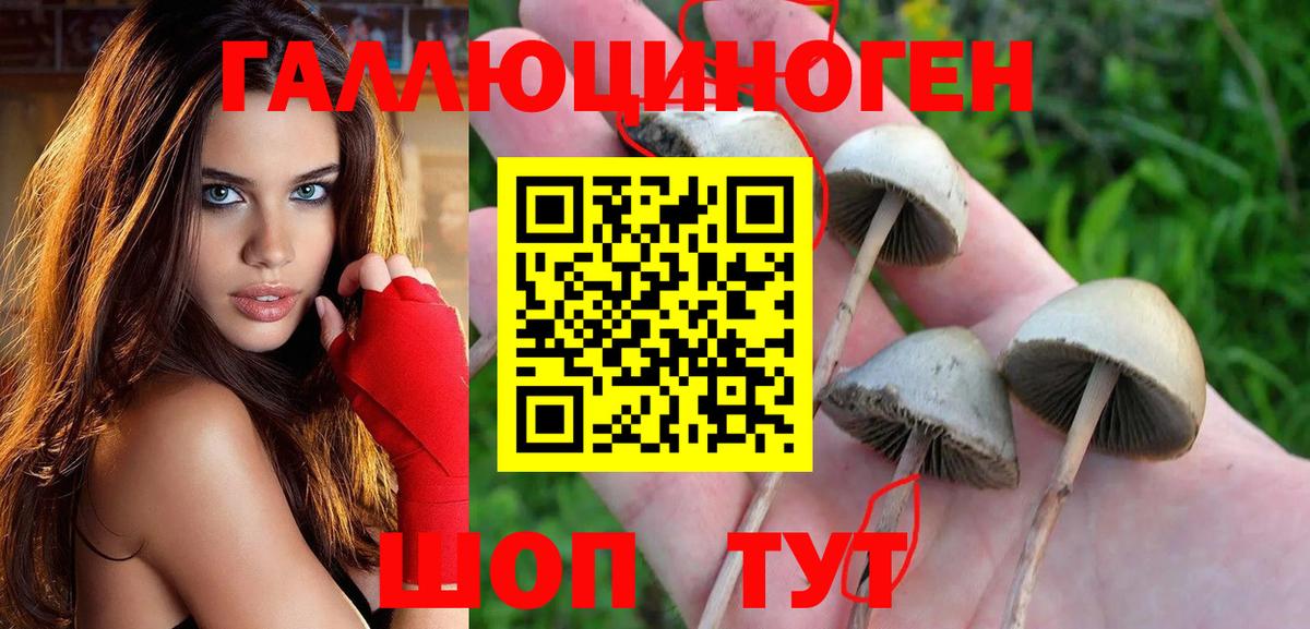Псилоцибиновые грибы Psilocybine cubensis  Галлюциногенные грибы GOLDEN TEACHER  Вход с VPN  Белая Калитва 